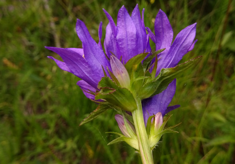 Campanula glomerata - Campanulaceae